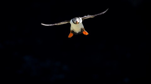 Focus on Shetland - Wildlife Photography