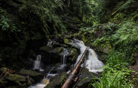 Enchanting Mystical Forest Trail,  Loch Lomond and Dumb...