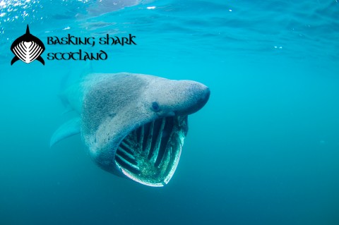 Basking Shark Tours