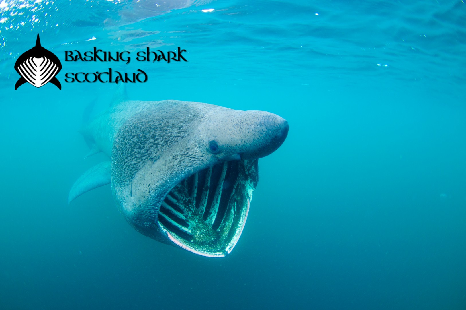 Basking Shark Tours | VisitScotland