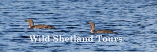 Wild Shetland Tours