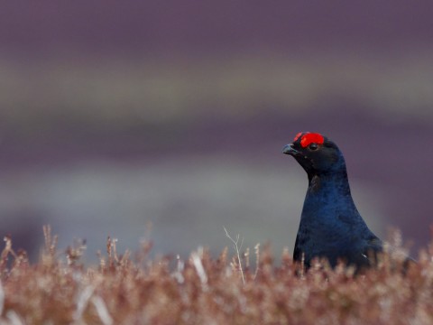 Scotland's Cairngorms & Coast, Wildlife in Spring