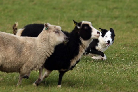 Sheepdog Demonstrations - by Shetland Rural Experience...