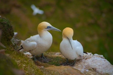 1 Day Moray Coast, Wildlife & Speyside Whisky Explorer