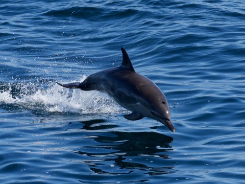 Skye & Northwest Scotland-Spectacular Hebridean Wildlif...