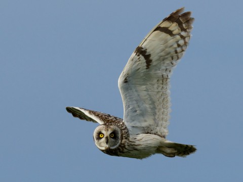 Summer on Orkney  — Wildlife, Birds & History