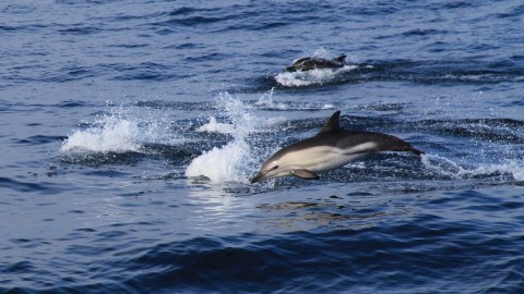 Loch Roag Sea Tours, Uig, Isle of Lewis, Outer Hebrides