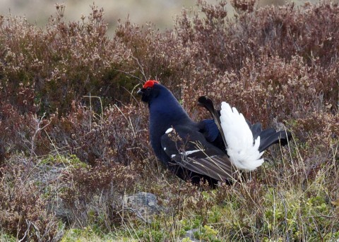 Moray Firth & Cairngorms, Spring Birding & Wildlife