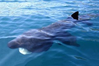 Loch Roag Sea Tours