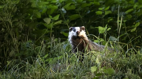 Summer Badger Photography