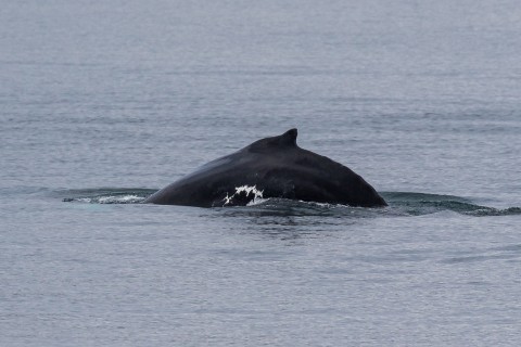 Scottish Whale and Dolphin Cruise
