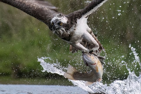 Summer Cairngorms and Northeast Scotland Wildlife Photo...