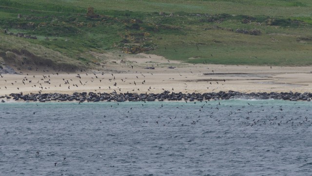 wildlife tours outer hebrides