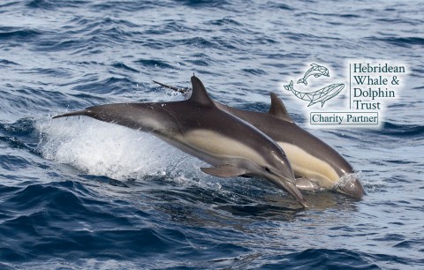 HWDT Whale and Dolphin Cruise