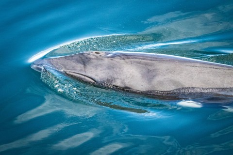 Hebridean Whale and Dolphin Cruise