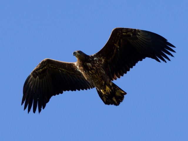 Islay & Jura in Autumn — The Eagle Islands Wildlife Tour | VisitScotland