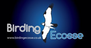 Birding Ecosse