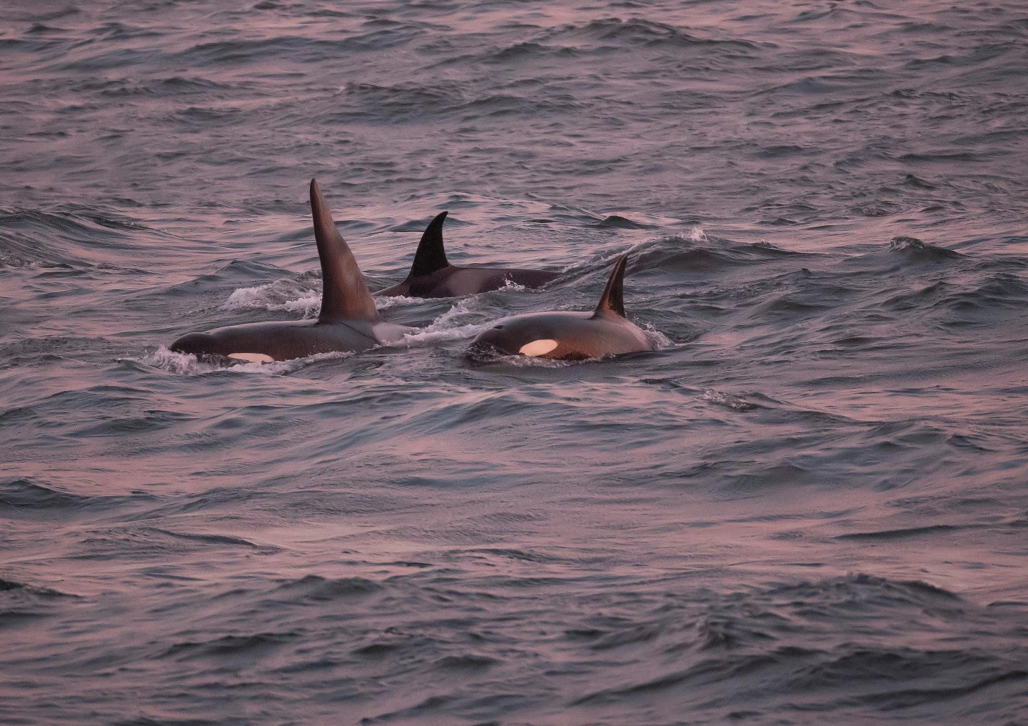 Shetland's Winter Wildlife | VisitScotland