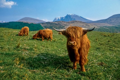 Scottish Highlands Private Day Tour