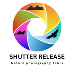 Shutter Release