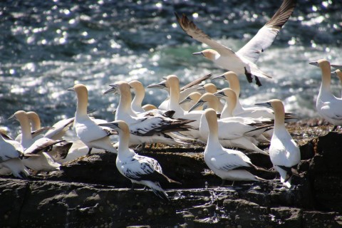 NO.1 NOSS BOAT - DAILY MORNING TOURS WITH SEABIRDS-AND-...