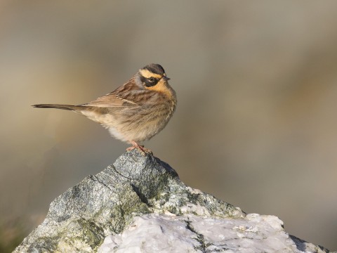 Autumn Gold: Bird Migration Holiday in Shetland