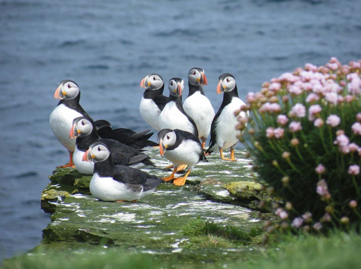 orkney islands wildlife tours