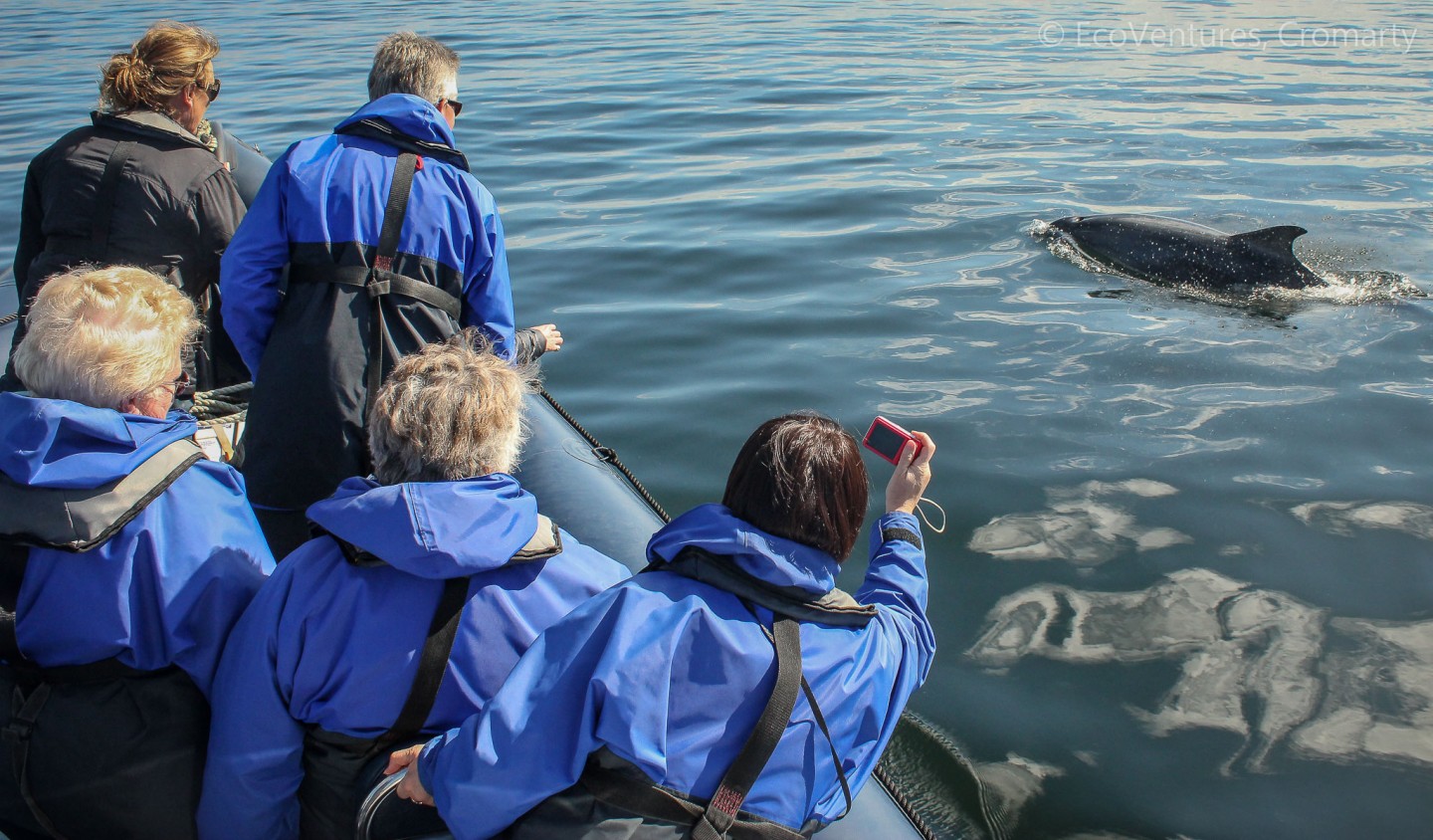 wildlife boat tours scotland
