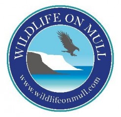 Wildlifeonmull
