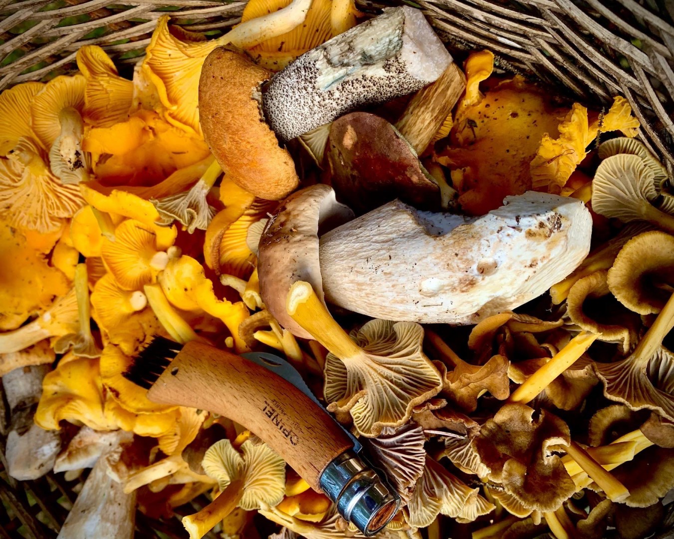 Fungi Foraging Walk (Summer) VisitScotland