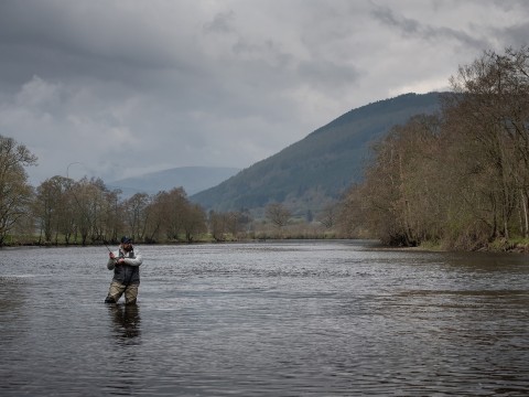 Wild Brown Trout and Grayling fishing River Tay