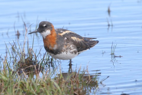 Wild Shetland Tours - bespoke bird, wildlife and sights...