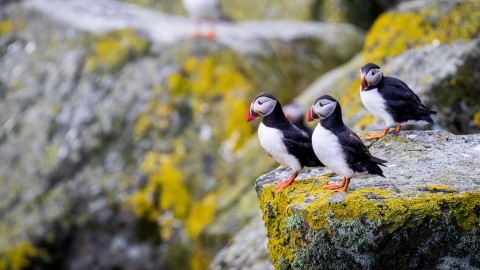 Hebridean Island Odyssey cruise - Puffins, Eagles, and...