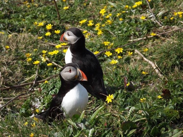 Lunga (Treshnish Isles) | VisitScotland