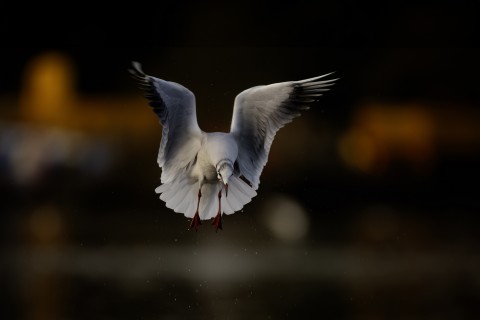 Wildlife Photography Workshop - Birds in Flight