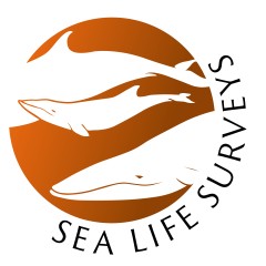Sea Life Mull