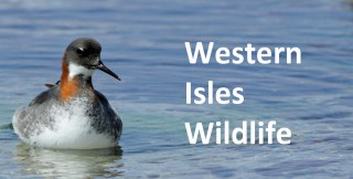 Western Isles Wildlife
